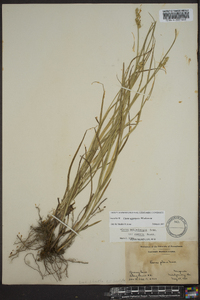 Carex aggregata image