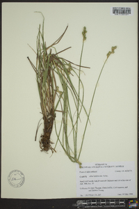 Carex albolutescens image