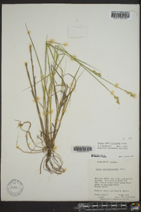 Carex albolutescens image