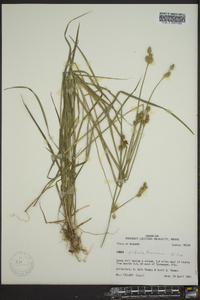 Carex albolutescens image