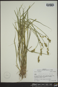 Carex albolutescens image