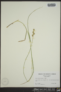 Carex albolutescens image