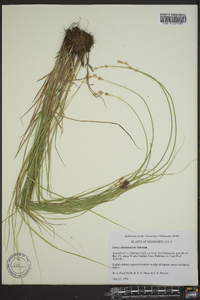 Carex albolutescens image