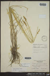 Carex albolutescens image