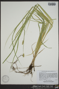 Carex alopecoidea image