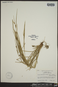 Carex planispicata image