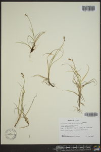 Carex amblyorhyncha image