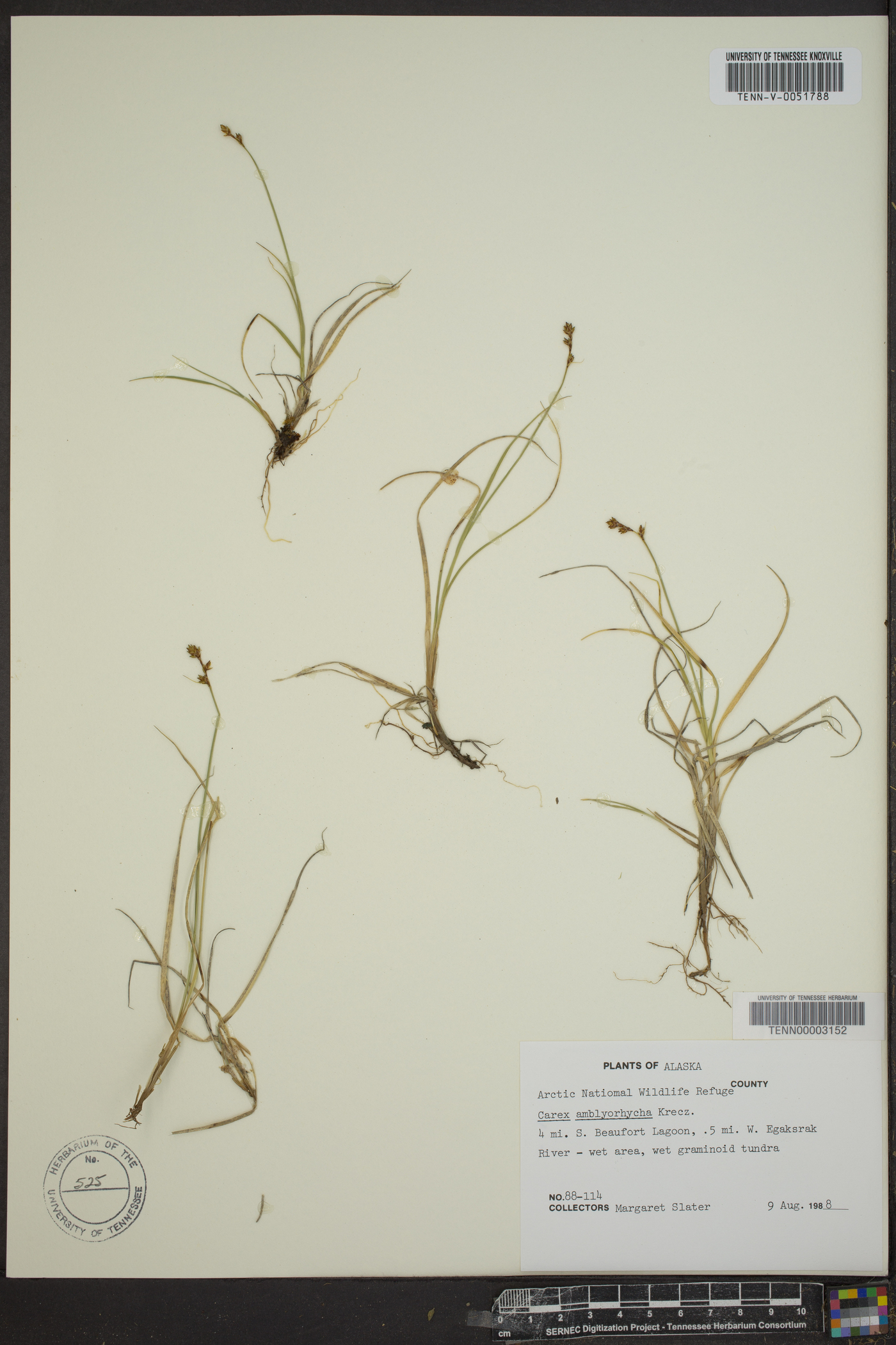 Carex amblyorhyncha image