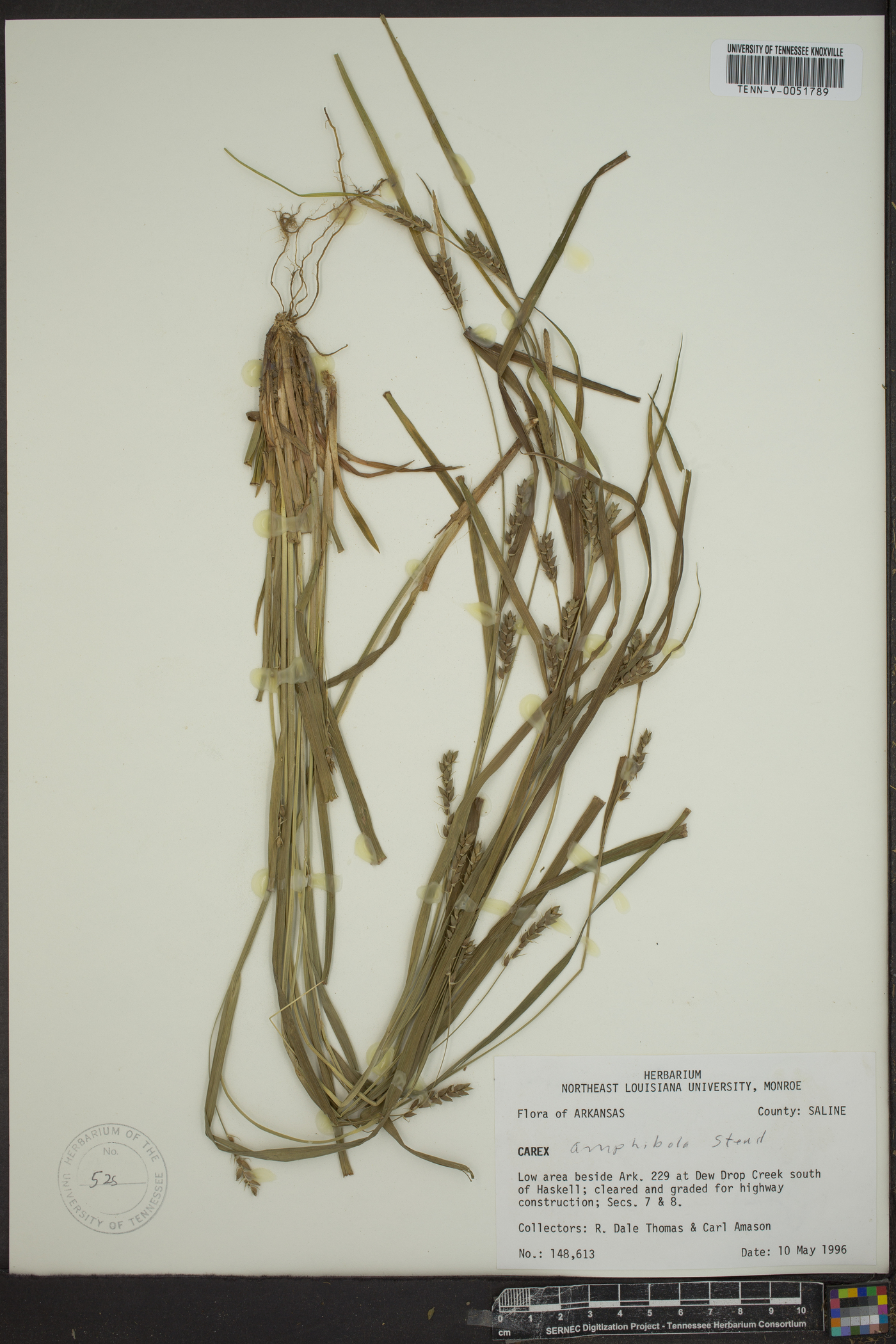 Carex amblyorhyncha image