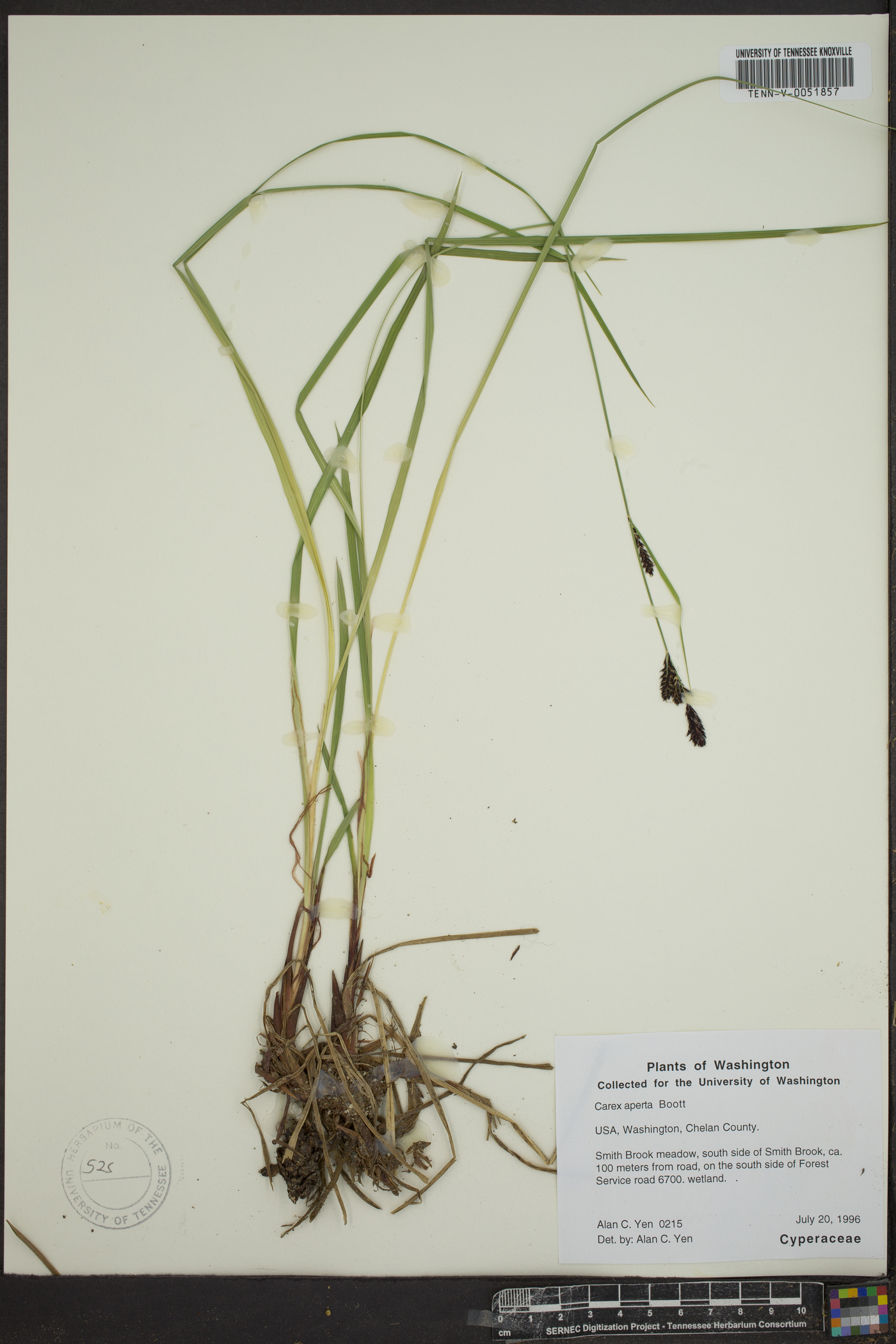 Carex aperta image