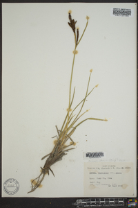 Carex aquatilis var. stans image