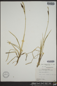 Carex aquatilis var. stans image