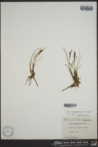 Carex aquatilis var. stans image