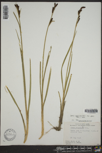 Carex aquatilis var. stans image