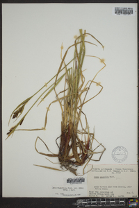 Carex aquatilis var. stans image