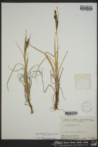 Carex aquatilis var. stans image