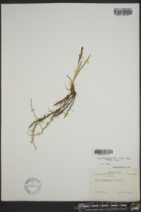 Carex aquatilis var. stans image