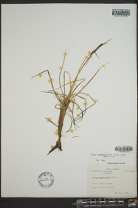 Carex aquatilis var. stans image