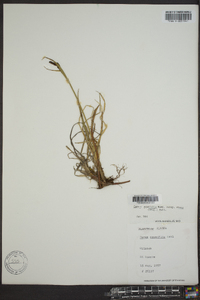 Carex aquatilis var. stans image