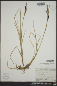 Carex aquatilis var. stans image
