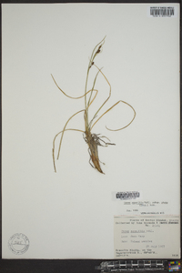 Carex aquatilis var. stans image