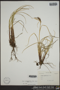 Carex aquatilis var. stans image