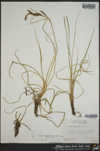 Carex aquatilis var. stans image