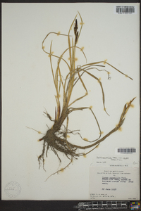 Carex aquatilis var. stans image