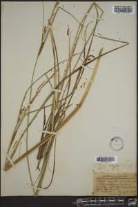 Carex aquatilis var. stans image