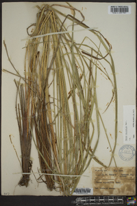 Carex aquatilis var. stans image