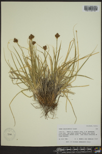 Carex arapahoensis image