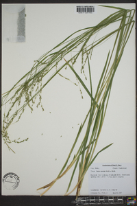 Carex arctata image