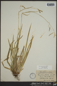 Carex arctata image