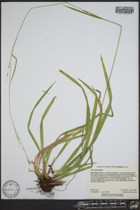 Carex arctata image