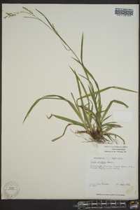 Carex arctata image