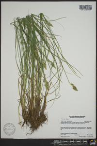 Carex arctata image