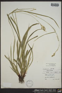 Carex arctata image