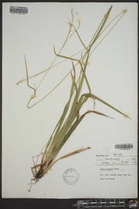 Carex arctata image