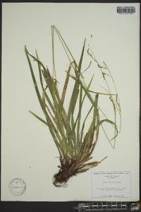 Carex arctata image