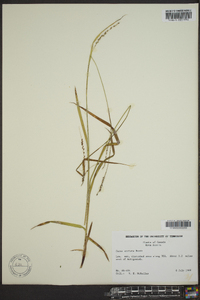 Carex arctata image