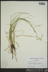 Carex assiniboinensis image