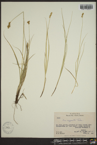 Carex argyrantha image