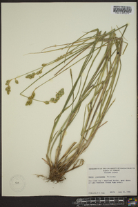 Carex argyrantha image