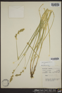 Carex argyrantha image