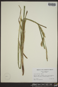 Carex atherodes image