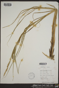 Carex atherodes image