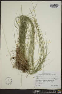 Carex atlantica subsp. capillacea image