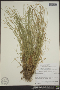 Carex atlantica var. capillacea image