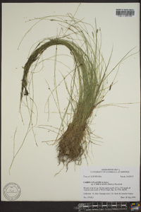 Carex atlantica subsp. capillacea image