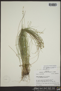 Carex atlantica subsp. capillacea image